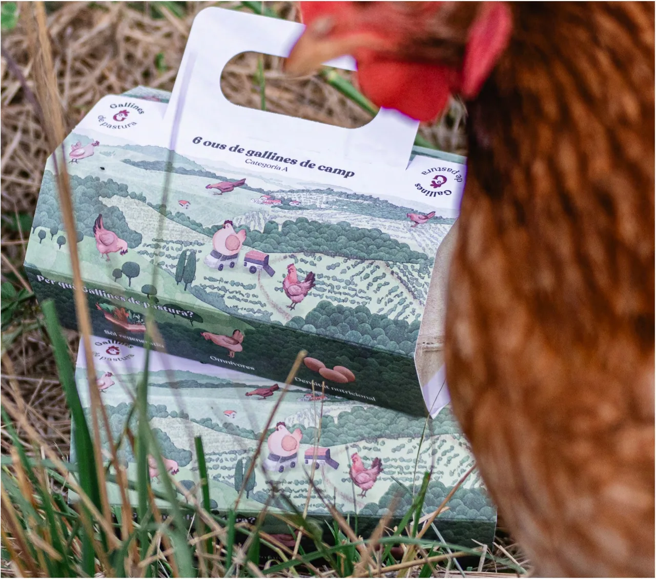 Embalatge d'ous ecològics de Gallines de Pastura: caixa d'ous sobre l'herba amb una gallina al costat
